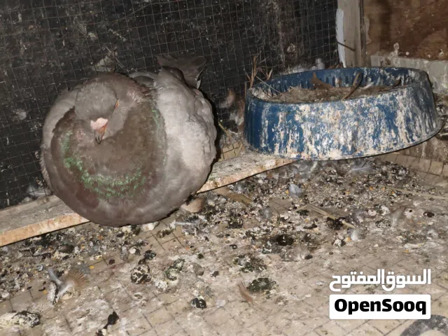 حمام كنك امبراطور خط اول ضخامة ما شاء الله التصوير ضالمهن شرط بيدين لاثنين ما تقفل عليهن صحة نعمة