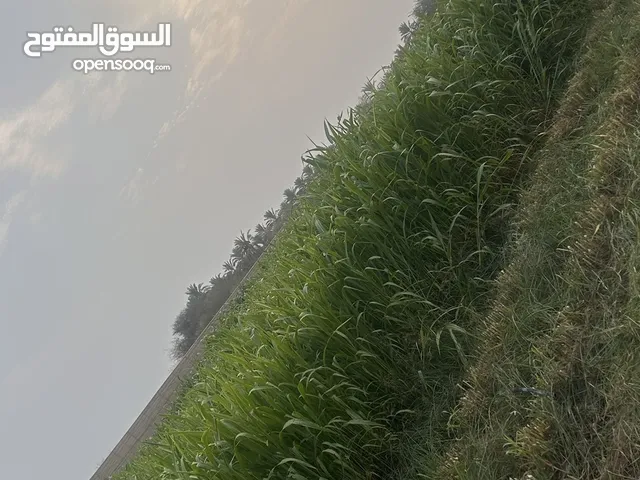 علف حيوانات للبيع