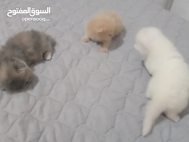 بيع قطط شيرازي بيور