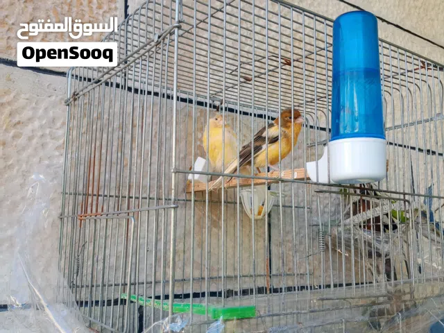 جوز كناررر