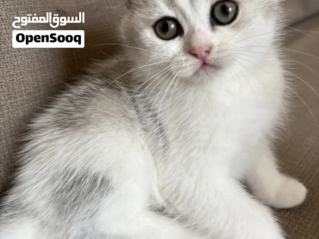 برتيش انثى