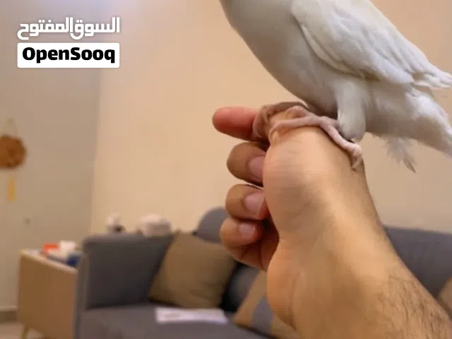 طير مفقود ببغاء الدرة