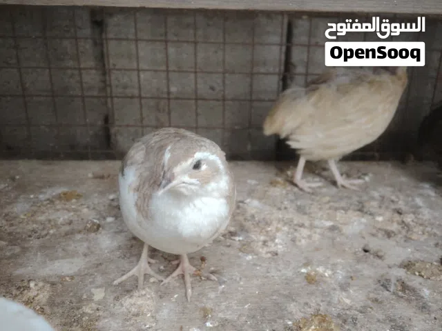 ذكور سمان بالغات  اقره لوصف