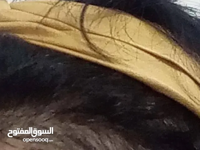 بكج تكثيف وتطويل الشعر وازاله القشره وحل جميع مشاكل الشعر بأنواعه المختلفه ثعلبه تساقط قشره فراغات