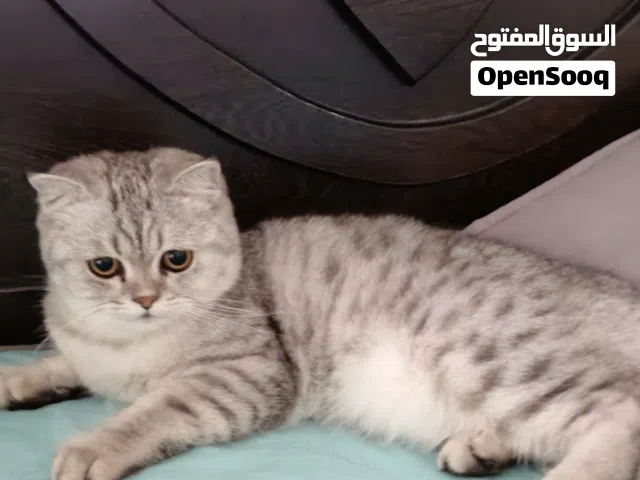 ذكر سكوتش ستريت