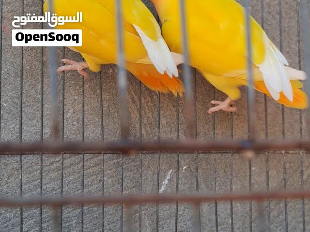 كوبيه أورنج