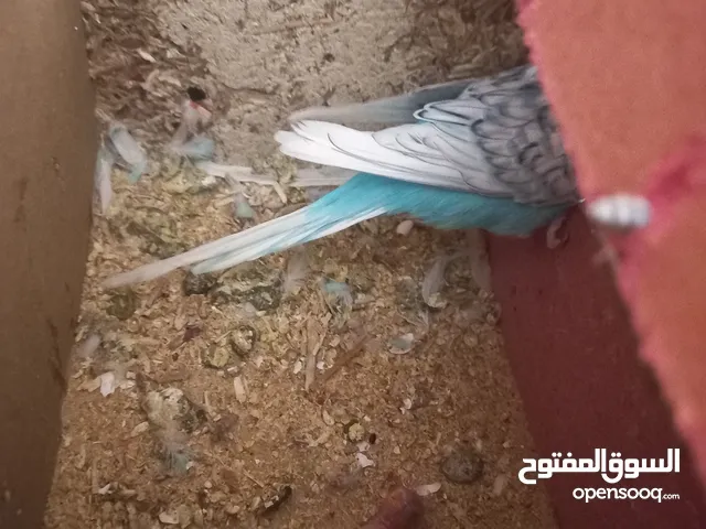 جواز نخب نضافه ريش شغلات بسعر مناسب