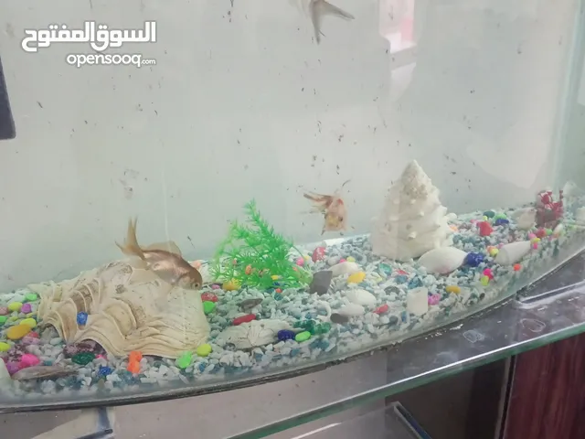 حوض سمك للبيع او للبدل على عصافير