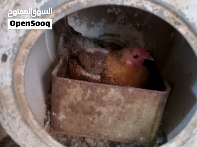 دجاج راقد للبيع بدون بيض  جاهزات للتفقيس