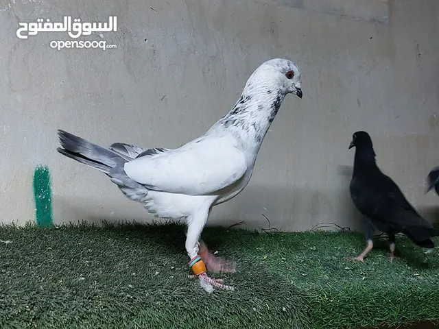 فراخ ومخاليف 25 فرخ و18 مخلف بواقي 7