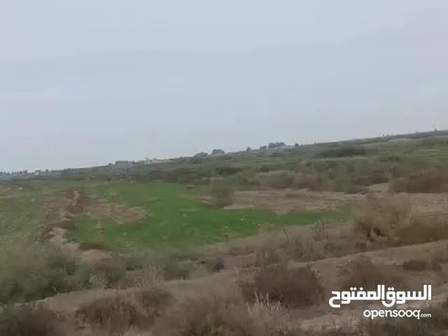 Farm Land for Sale in Qadisiyah Al-Hamzah