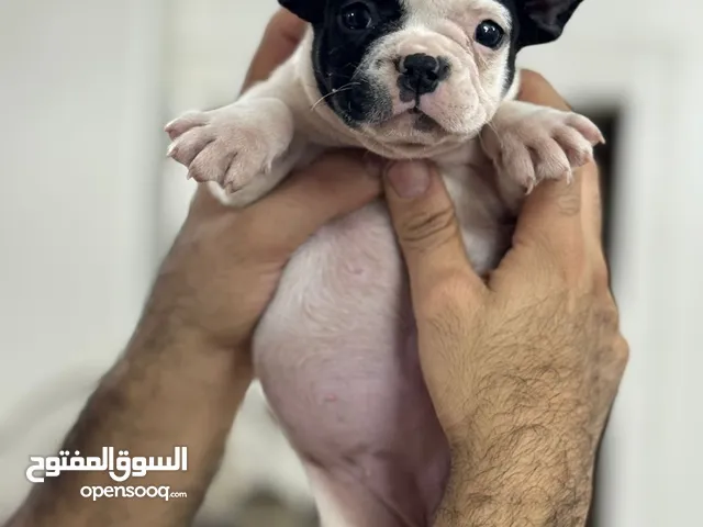 French bulldog puppies for sale