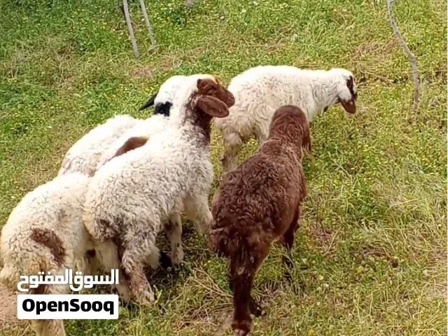 خروف واربع عبر صلاة النبي عليهم ماخذات جميع المطاعيم موجودات بالقسطل