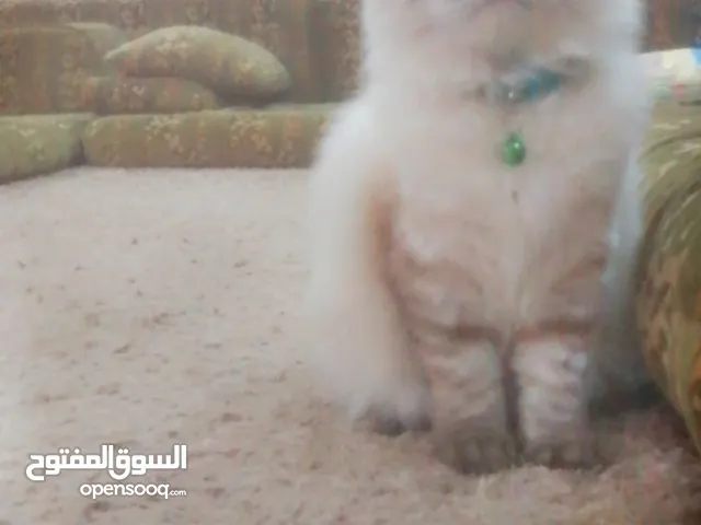 قط هملايا العمر 4 أشهر ماخذ كل مطاعيمه البيع لعدم الاستفراغ