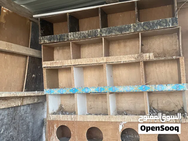 بيوت للحمام