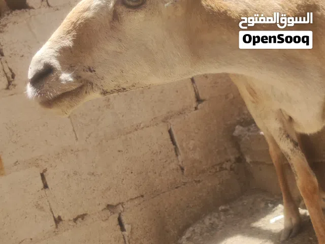 للبيع كبش وكسبة تربية بيت في صنعاء