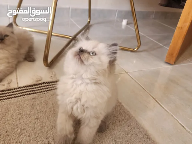 ذكرين مكس هملايا راجدول