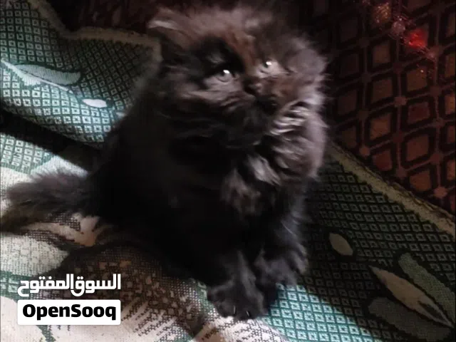 حيوانات للبي..