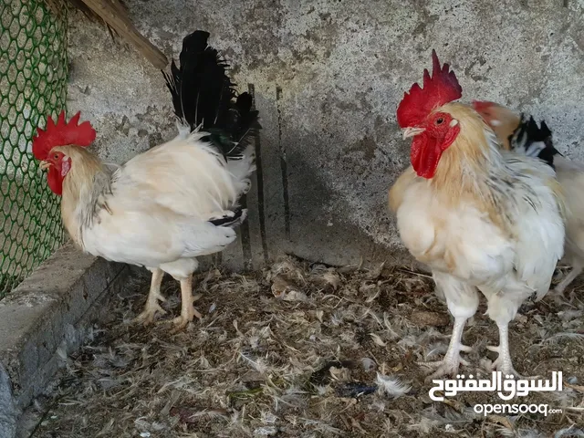 دجاج فرنسي بيور