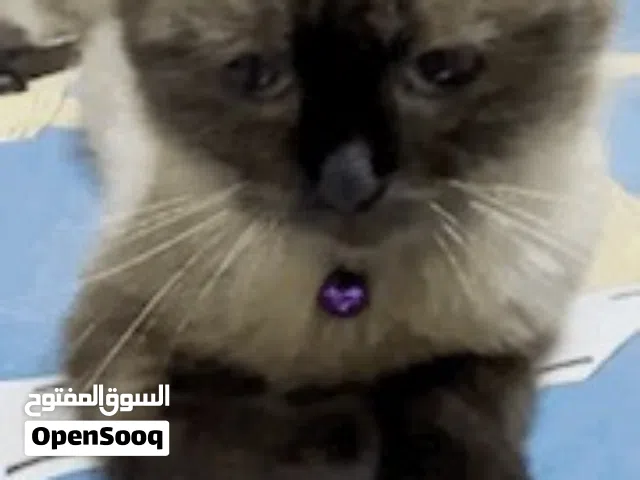 Siamese named two cat lulu and Morocco