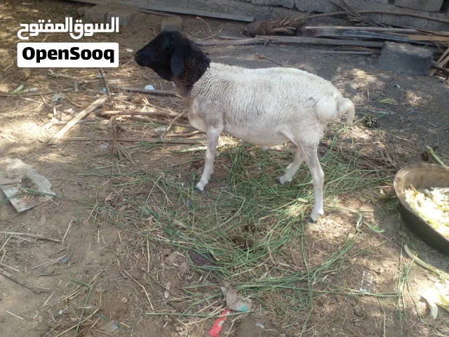 كبش صومالي للجادين فقط حلال طيب ومميز ما شاء الله عليه من كل ناحية