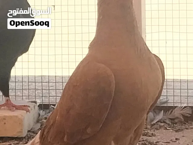 3 فحول شكايلة للبيع