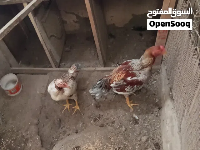 ديك ودجاجه هنديات اصليات العمر اقل سنه للبيع