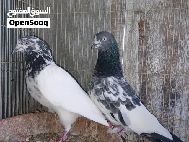 حمام باكستاني