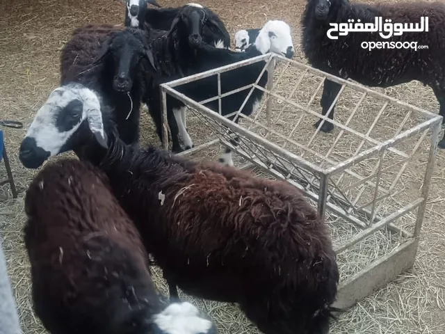 للبيع جاعده تحتها كبشين يوجد فيديو علئ الخاص