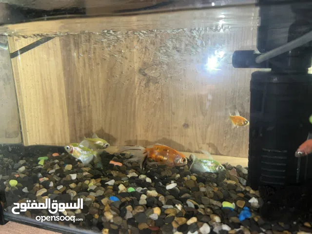 حوض اسماك بسعر مناسب جدا اقره الوصف