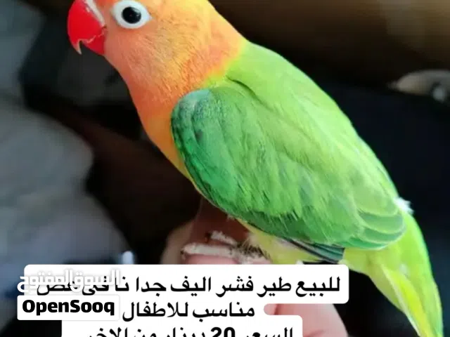 للبيع طير فشر اليف جدا ما في عض