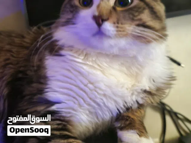 قط ذكر جميل Male cat