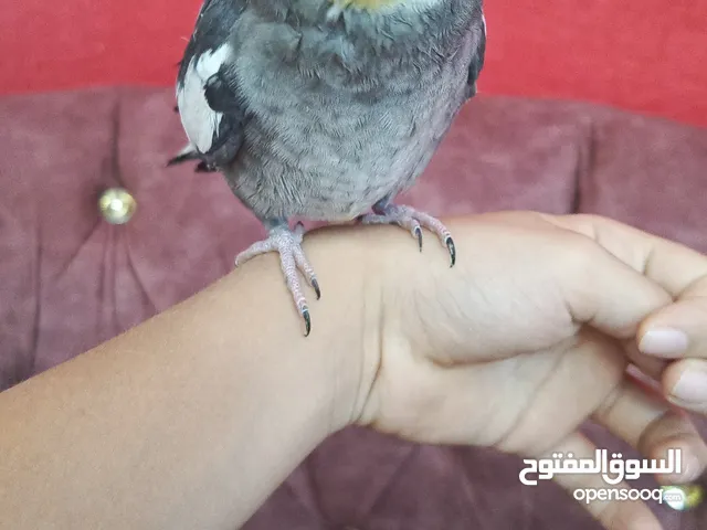 ذكر كوكتيل اليف 25 دينار