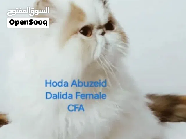 قطة  منتجة ومسجلة cfa سلالتها فخمة امريكية اوروبية لونها كاليكو كلاسيك فان