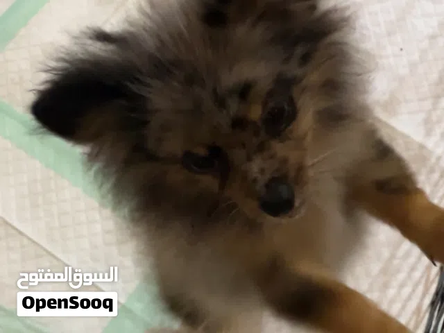 بومرنين و بيشون فريز   Pomeranian and Bichon Frise puppies 4month  2month