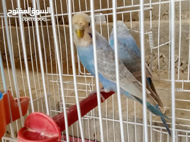 كوييا بقلينو انجليزي باقفص