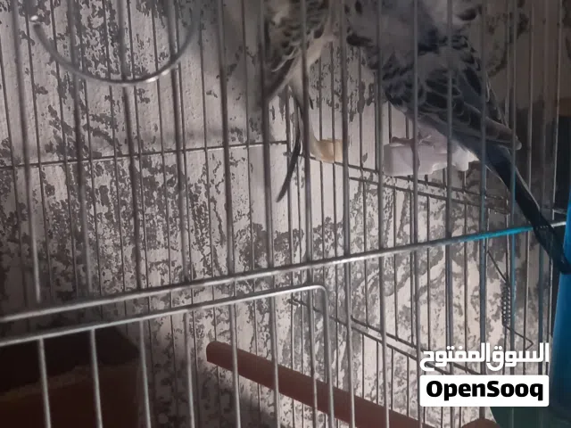 جوز حب هوقو رومو شغال فيه مجال بالسعر