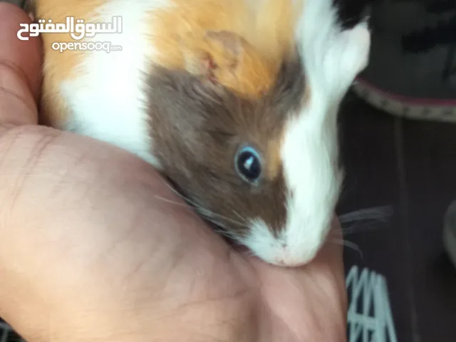 حبتين ارنب الغيني مع القفص