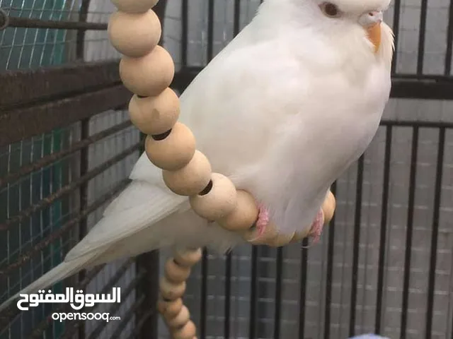 ابو قناص ابو
