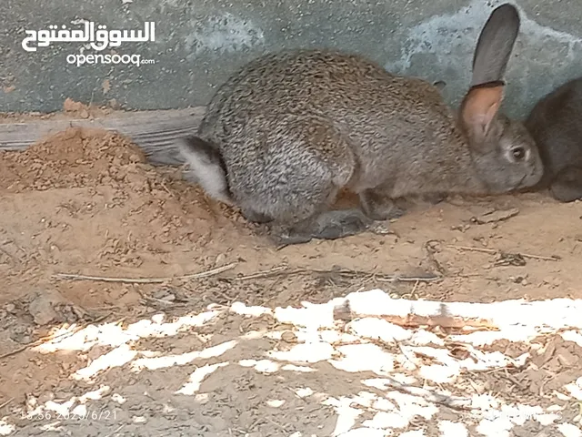 3 ارانب فراشه ربی ایبارک 3 ادکوره اغلاض علی 350