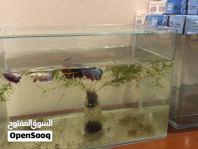 حوض سمك ذو زوايا مشطوفة