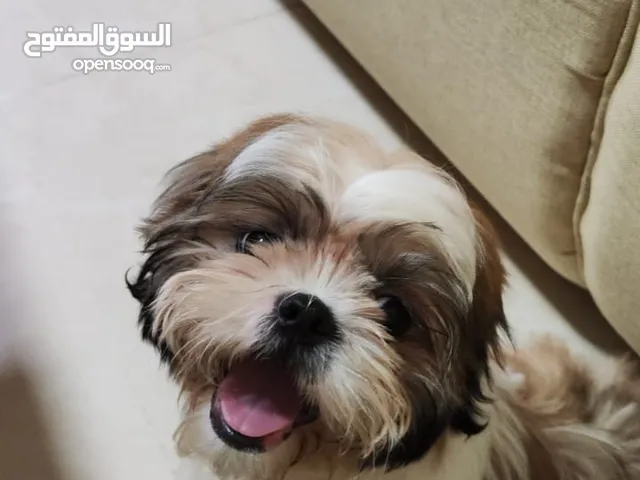 4 Months old male pure Shih Tzu
