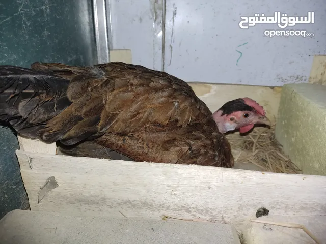 دجاجتين ام ركيبه كاركات