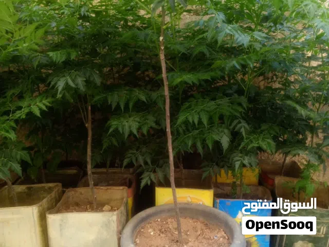 3د شماسي ايطالي