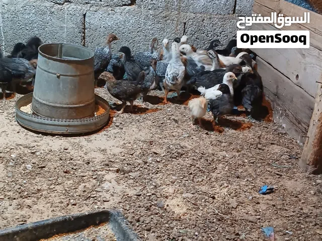 شواشيو عربيات البيع