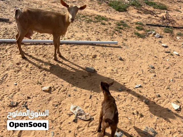 عناق مرسيانو الأصلي تحتها عناق لحقو سعر كزيوني اسبانيه ومكسبه من جدي مرسيانو ربي يبارك