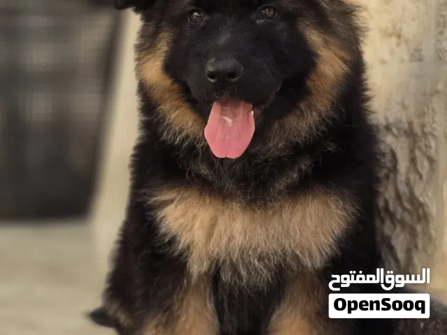 جراء جيرمن شولاين مستوى عالي