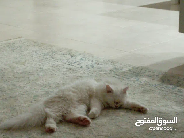 قطه هادي لعوب عمرها 6 اشهر