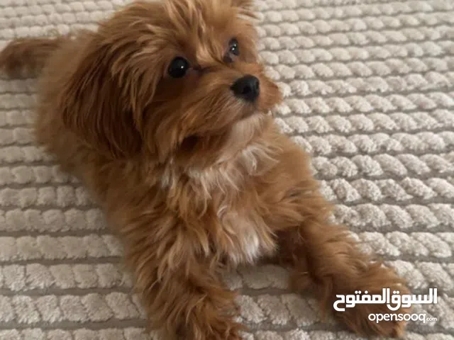 كلب نشيط وهادي