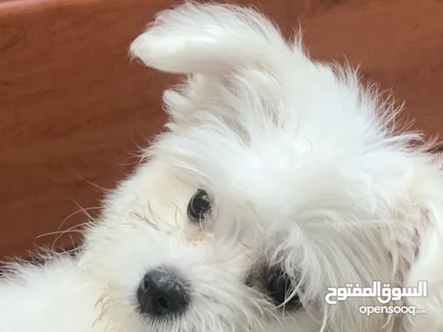 Maltese puppy